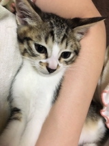 風俗,ソープ,ヘルス,ソープヘルス,マットヘルス,広島,薬研堀,はだかの王様,大人気