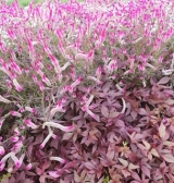 風俗,ソープ,ヘルス,ソープヘルス,マットヘルス,広島,薬研堀,はだかの王様,大人気