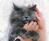 風俗,ソープ,ヘルス,ソープヘルス,マットヘルス,広島,薬研堀,はだかの王様,大人気