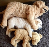 風俗,ソープ,ヘルス,ソープヘルス,マットヘルス,広島,薬研堀,はだかの王様,大人気