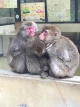 風俗,ソープ,ヘルス,ソープヘルス,マットヘルス,広島,薬研堀,はだかの王様,大人気