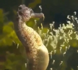 風俗,ソープ,ヘルス,ソープヘルス,マットヘルス,広島,薬研堀,はだかの王様,大人気