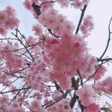 風俗,ソープ,ヘルス,ソープヘルス,マットヘルス,広島,薬研堀,はだかの王様,大人気