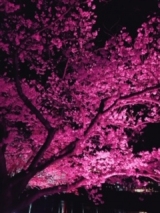 風俗,ソープ,ヘルス,ソープヘルス,マットヘルス,広島,薬研堀,はだかの王様,大人気