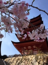 風俗,ソープ,ヘルス,ソープヘルス,マットヘルス,広島,薬研堀,はだかの王様,大人気