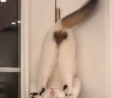 風俗,ソープ,ヘルス,ソープヘルス,マットヘルス,広島,薬研堀,はだかの王様,大人気