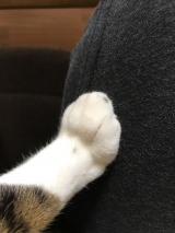 風俗,ソープ,ヘルス,ソープヘルス,マットヘルス,広島,薬研堀,はだかの王様,大人気