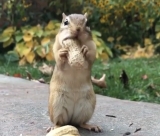 風俗,ソープ,ヘルス,ソープヘルス,マットヘルス,広島,薬研堀,はだかの王様,大人気