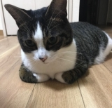 風俗,ソープ,ヘルス,ソープヘルス,マットヘルス,広島,薬研堀,はだかの王様,大人気