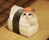 風俗,ソープ,ヘルス,ソープヘルス,マットヘルス,広島,薬研堀,はだかの王様,大人気