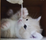 風俗,ソープ,ヘルス,ソープヘルス,マットヘルス,広島,薬研堀,はだかの王様,大人気