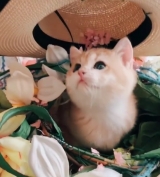 風俗,ソープ,ヘルス,ソープヘルス,マットヘルス,広島,薬研堀,はだかの王様,大人気