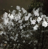 風俗,ソープ,ヘルス,ソープヘルス,マットヘルス,広島,薬研堀,はだかの王様,大人気