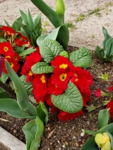 風俗,ソープ,ヘルス,ソープヘルス,マットヘルス,広島,薬研堀,はだかの王様,大人気