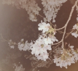 風俗,ソープ,ヘルス,ソープヘルス,マットヘルス,広島,薬研堀,はだかの王様,大人気