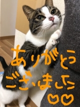 風俗,ソープ,ヘルス,ソープヘルス,マットヘルス,広島,薬研堀,はだかの王様,大人気