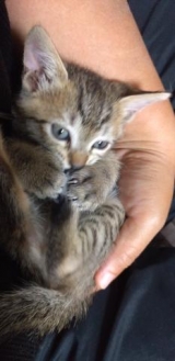 風俗,ソープ,ヘルス,ソープヘルス,マットヘルス,広島,薬研堀,はだかの王様,大人気