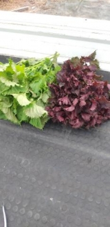 風俗,ソープ,ヘルス,ソープヘルス,マットヘルス,広島,薬研堀,はだかの王様,大人気