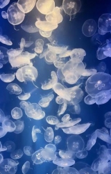 風俗,ソープ,ヘルス,ソープヘルス,マットヘルス,広島,薬研堀,はだかの王様,大人気