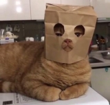 風俗,ソープ,ヘルス,ソープヘルス,マットヘルス,広島,薬研堀,はだかの王様,大人気