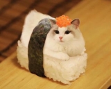 風俗,ソープ,ヘルス,ソープヘルス,マットヘルス,広島,薬研堀,はだかの王様,大人気