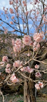 風俗,ソープ,ヘルス,ソープヘルス,マットヘルス,広島,薬研堀,はだかの王様,大人気