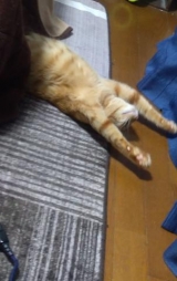 風俗,ソープ,ヘルス,ソープヘルス,マットヘルス,広島,薬研堀,はだかの王様,大人気