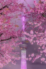 風俗,ソープ,ヘルス,ソープヘルス,マットヘルス,広島,薬研堀,はだかの王様,大人気