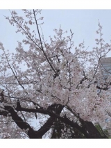 風俗,ソープ,ヘルス,ソープヘルス,マットヘルス,広島,薬研堀,はだかの王様,大人気