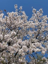 風俗,ソープ,ヘルス,ソープヘルス,マットヘルス,広島,薬研堀,はだかの王様,大人気