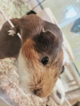 風俗,ソープ,ヘルス,ソープヘルス,マットヘルス,広島,薬研堀,はだかの王様,大人気