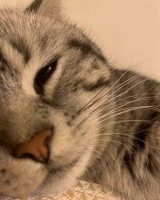 風俗,ソープ,ヘルス,ソープヘルス,マットヘルス,広島,薬研堀,はだかの王様,大人気