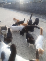 風俗,ソープ,ヘルス,ソープヘルス,マットヘルス,広島,薬研堀,はだかの王様,大人気