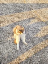 風俗,ソープ,ヘルス,ソープヘルス,マットヘルス,広島,薬研堀,はだかの王様,大人気