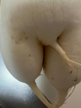 風俗,ソープ,ヘルス,ソープヘルス,マットヘルス,広島,薬研堀,はだかの王様,大人気