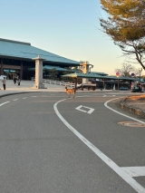 風俗,ソープ,ヘルス,ソープヘルス,マットヘルス,広島,薬研堀,はだかの王様,大人気