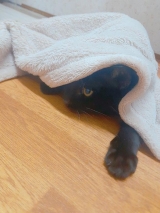 風俗,ソープ,ヘルス,ソープヘルス,マットヘルス,広島,薬研堀,はだかの王様,大人気